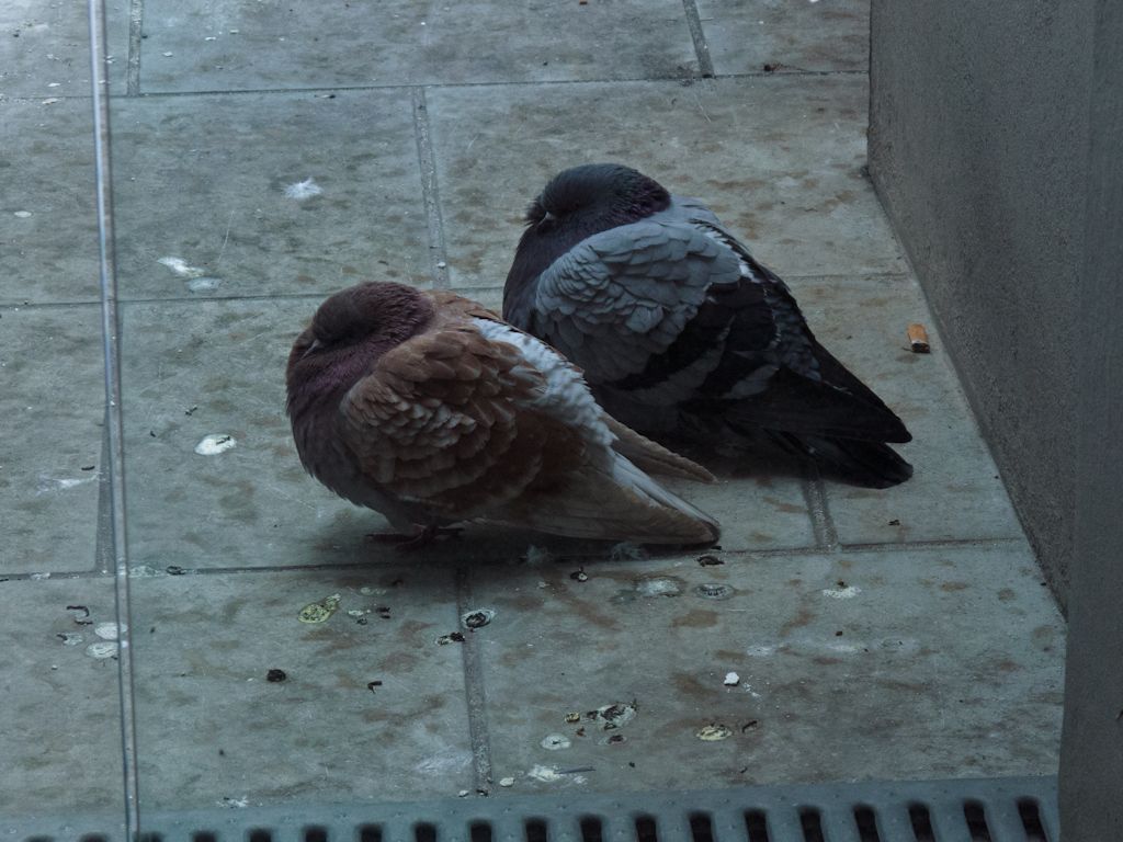 Freezing Pigeons, It's below -30Â°C in Tallinn now, so the birds struggle to survive the cold.